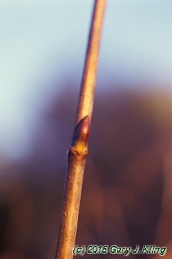 Viburnum opulus