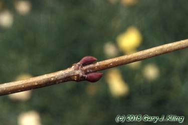 Viburnum opulus