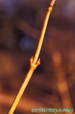 Viburnum opulus
