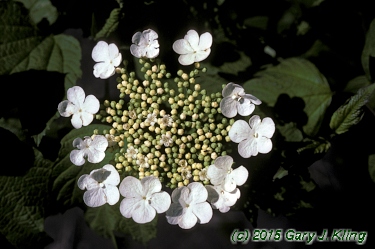 Viburnum opulus