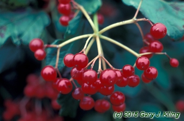 Viburnum opulus