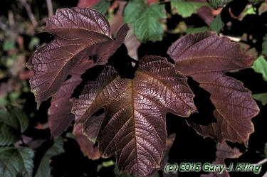 Viburnum opulus