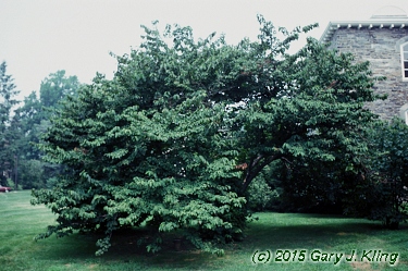 Viburnum plicatum f. tomentosum