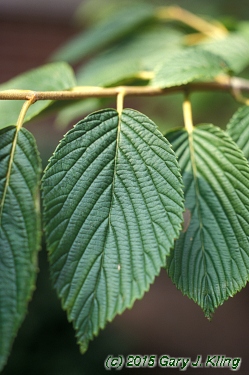 Viburnum plicatum f. tomentosum