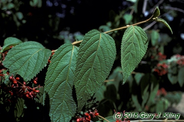 Viburnum plicatum f. tomentosum