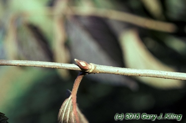 Viburnum plicatum f. tomentosum