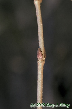 Viburnum plicatum f. tomentosum