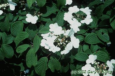 Viburnum plicatum f. tomentosum