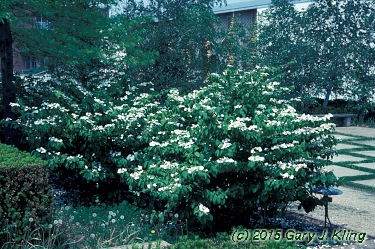 Viburnum plicatum f. tomentosum