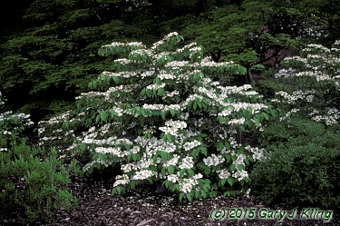 Viburnum plicatum f. tomentosum