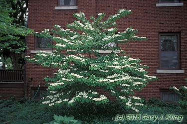 Viburnum plicatum f. tomentosum