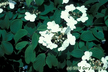 Viburnum plicatum f. tomentosum