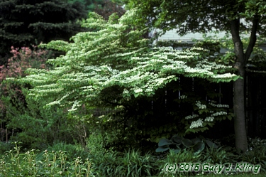 Viburnum plicatum f. tomentosum