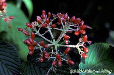 Viburnum plicatum f. tomentosum