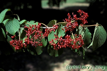 Viburnum plicatum f. tomentosum