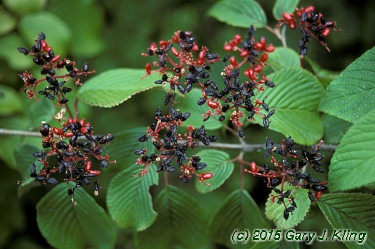 Viburnum plicatum f. tomentosum