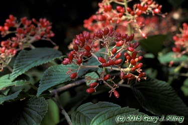 Viburnum plicatum f. tomentosum