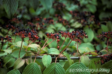 Viburnum plicatum f. tomentosum
