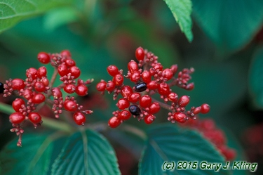 Viburnum plicatum f. tomentosum