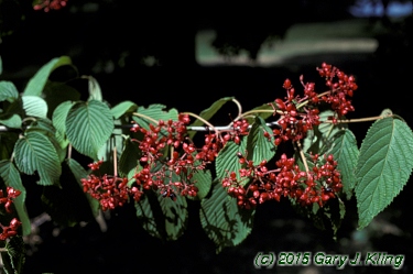 Viburnum plicatum f. tomentosum