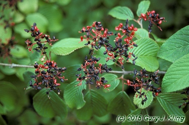 Viburnum plicatum f. tomentosum