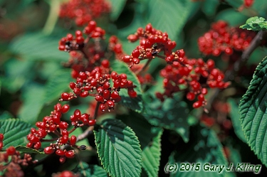 Viburnum plicatum f. tomentosum