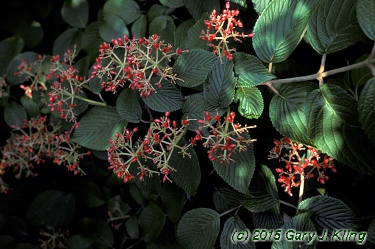 Viburnum plicatum f. tomentosum