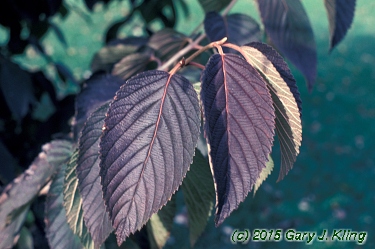 Viburnum plicatum f. tomentosum