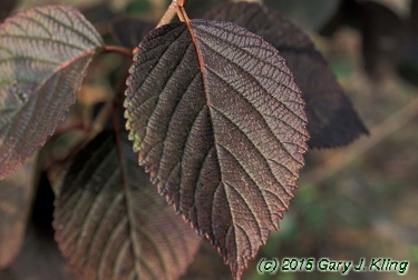 Viburnum plicatum f. tomentosum