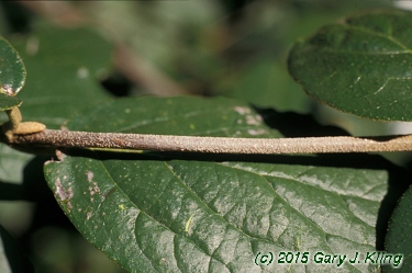 Viburnum x burkwoodii