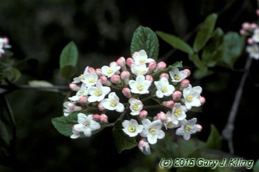 Viburnum x burkwoodii