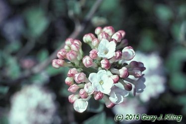 Viburnum carlesii