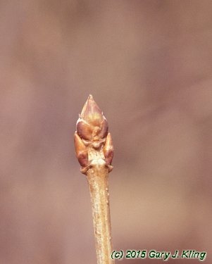 Viburnum dentatum