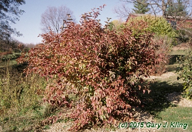Viburnum dentatum