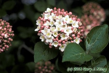 Viburnum x juddii