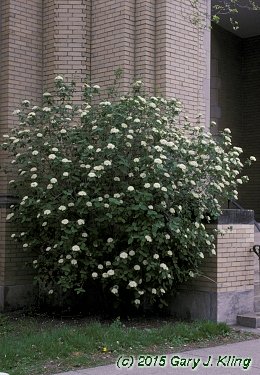 Viburnum lantana
