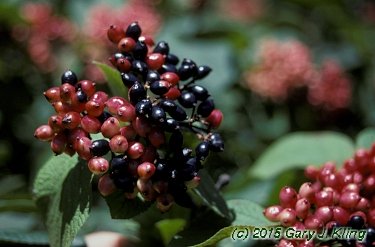 Viburnum lantana