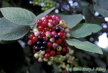Viburnum lantana