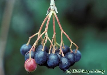 Viburnum lentago