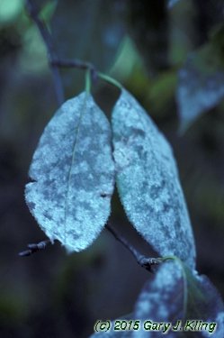 Viburnum lentago