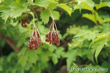 Viburnum opulus