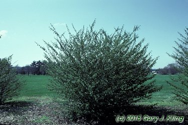 Viburnum plicatum f. tomentosum