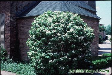 Viburnum plicatum f. tomentosum