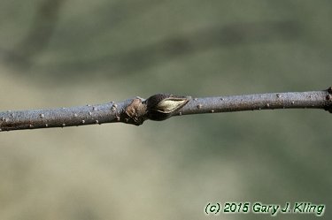 Viburnum plicatum f. tomentosum