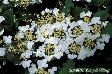 Viburnum plicatum f. tomentosum