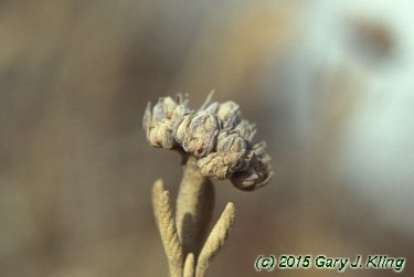 Viburnum x rhytidophylloides