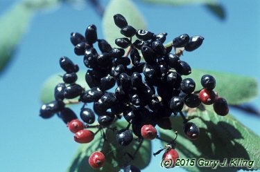 Viburnum x rhytidophylloides