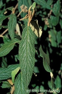 Viburnum rhytidophyllum