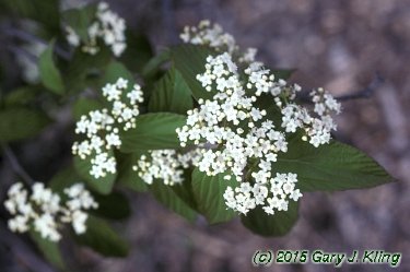 Viburnum setigerum