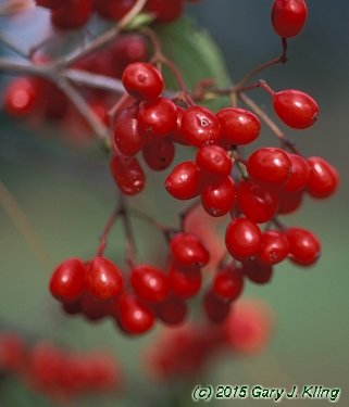 Viburnum setigerum